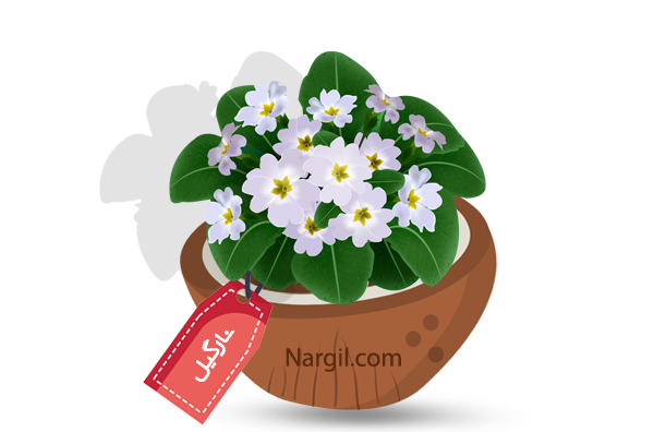  Nargil - polyanthus